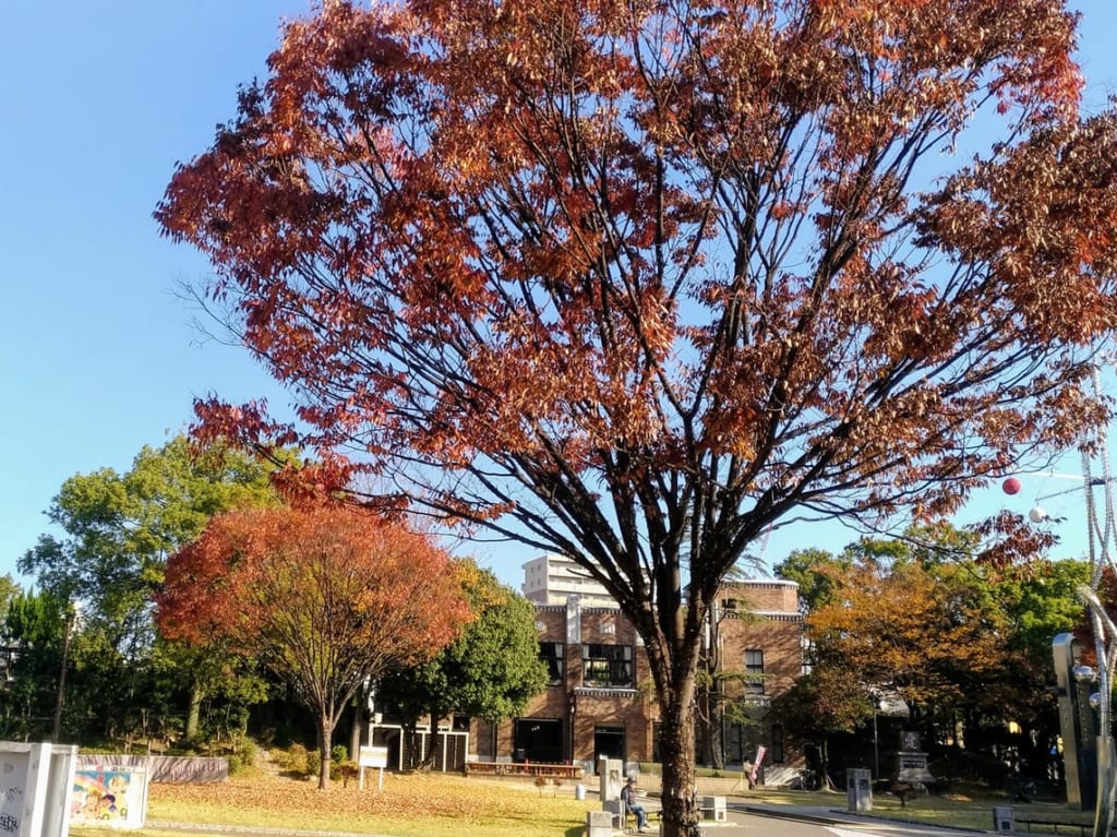 諏訪公園の紅葉