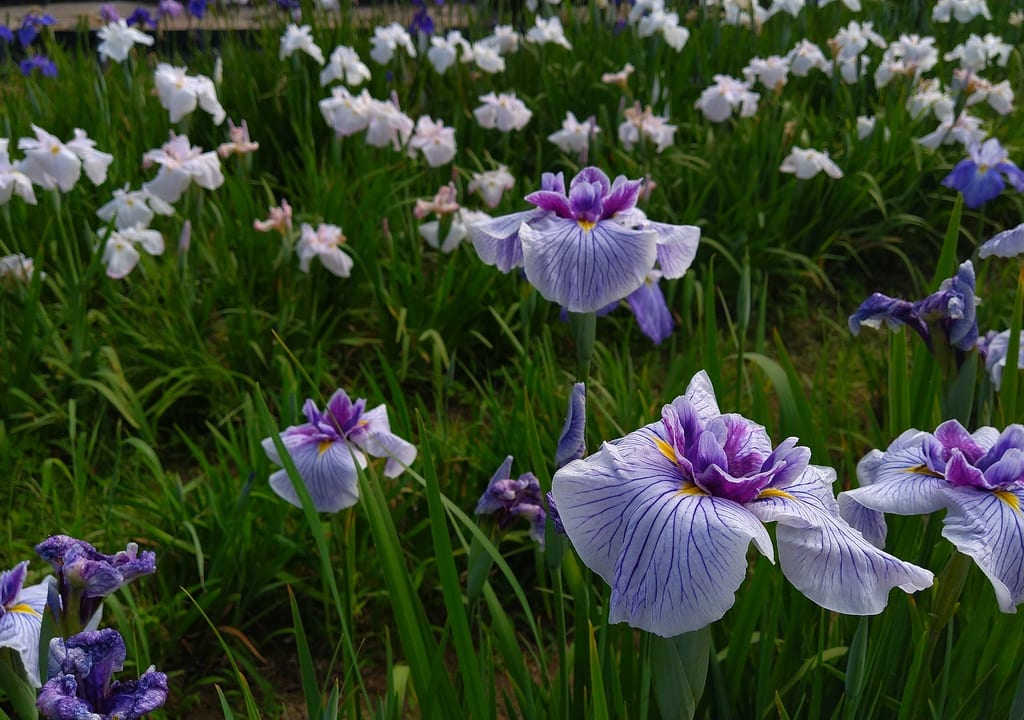 堀川菖蒲園