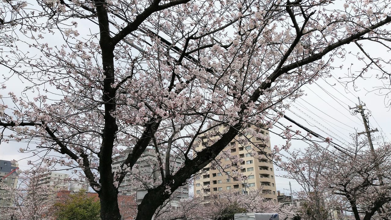三滝通り　桜