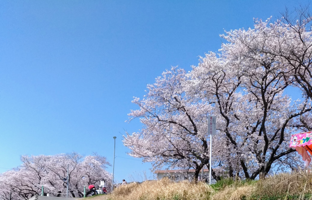 海蔵川　桜