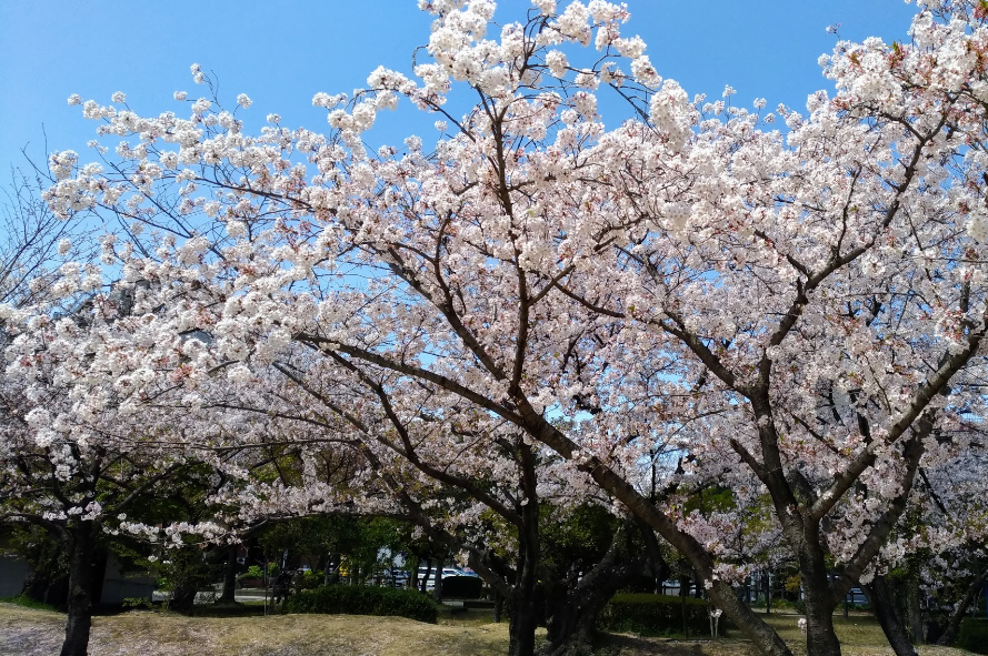 鵜の森公園　桜