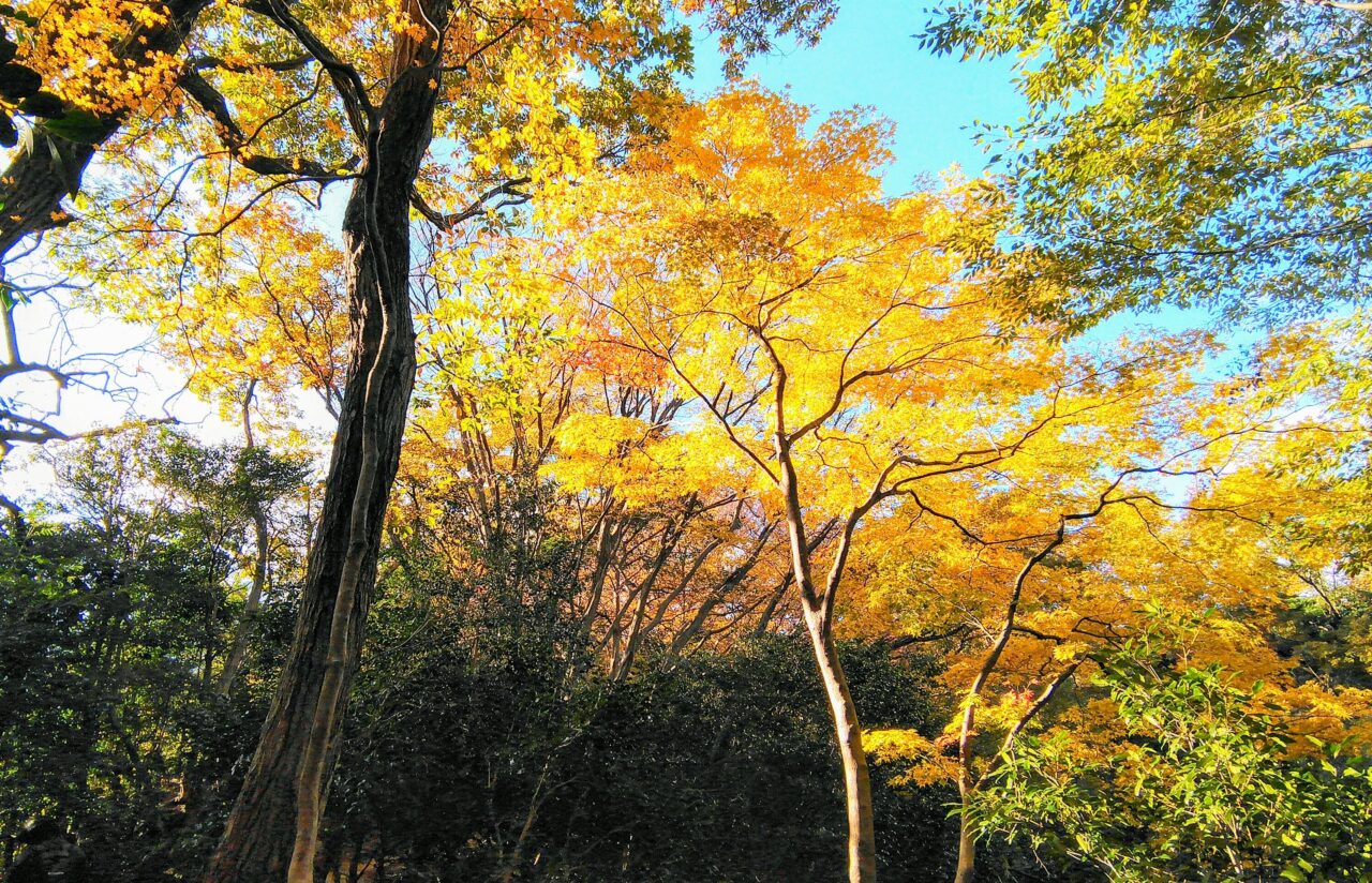 菰野富士