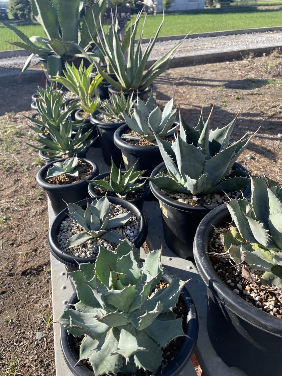 maia plant