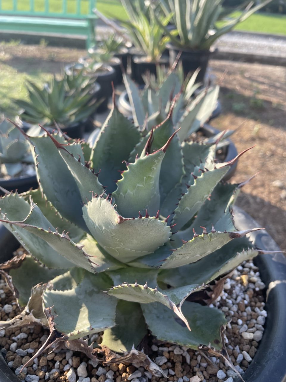 maia plant