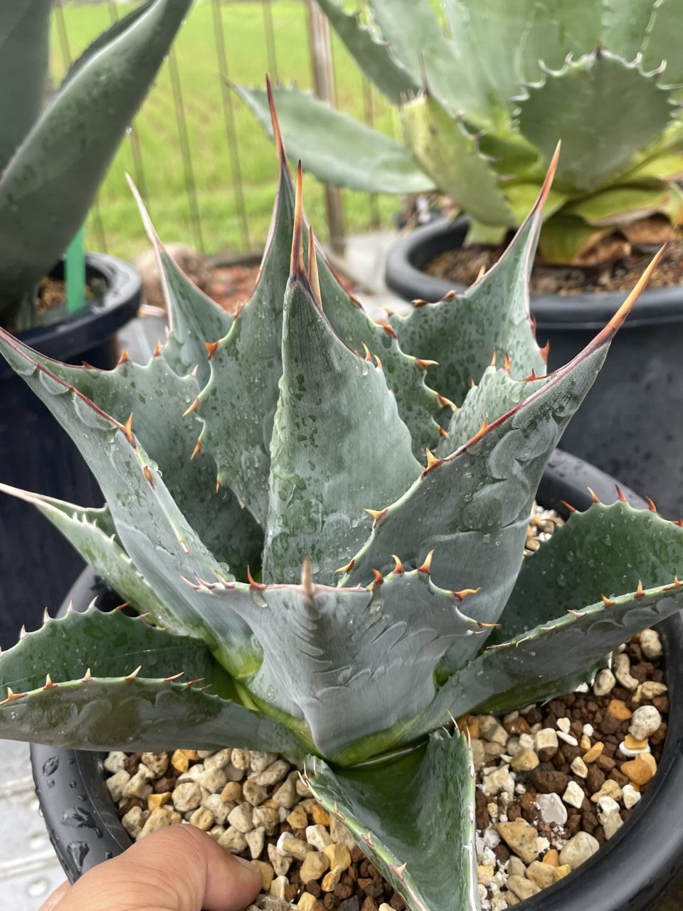 maia plant