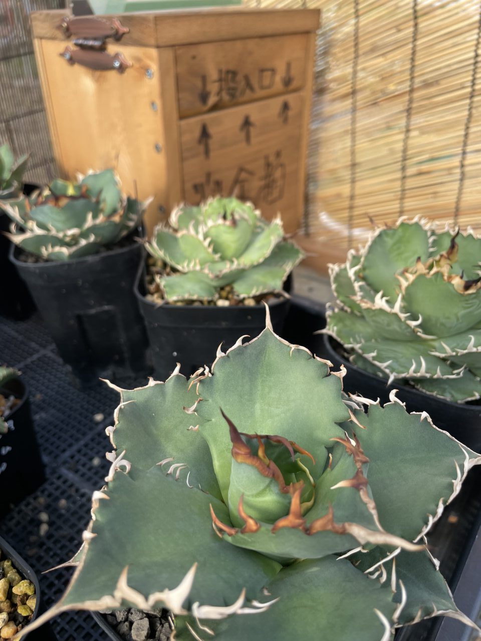 maia plant