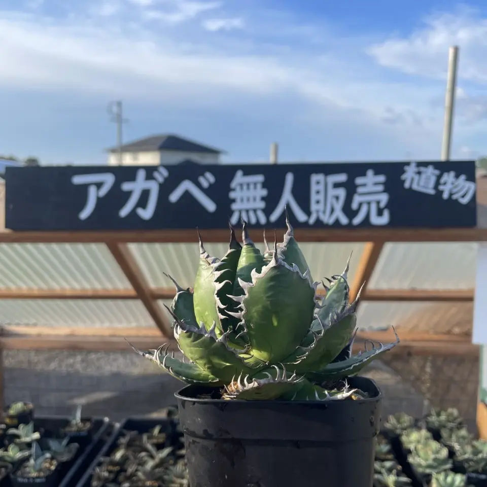 maia plant