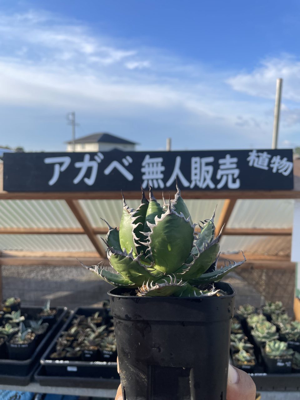 maia plant