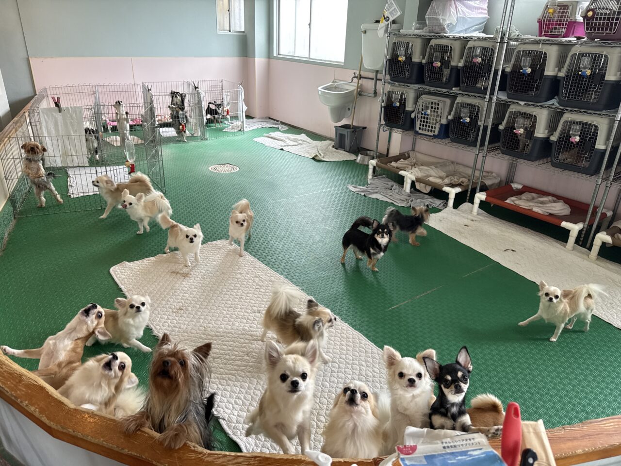 門脇ケンネル
