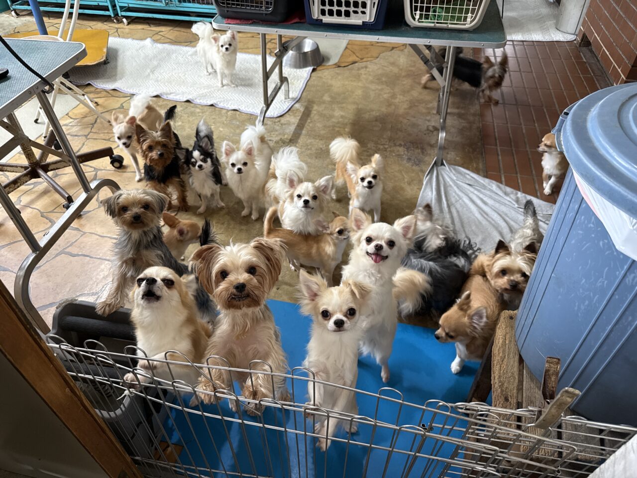 門脇ケンネル