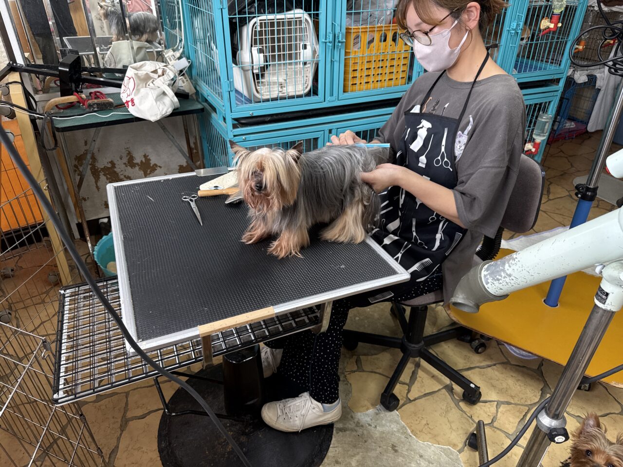 門脇ケンネル